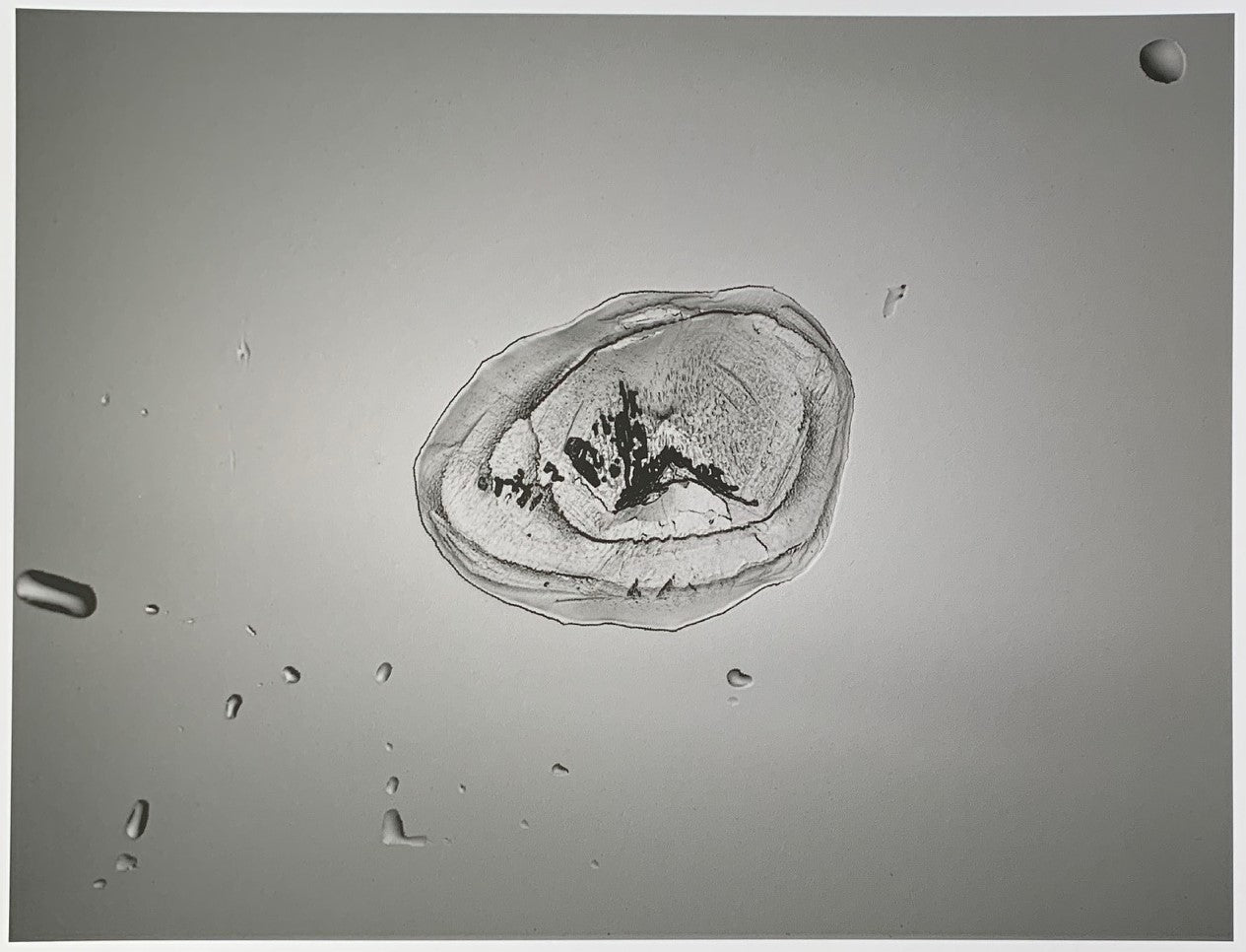 Phaethon (3): Sisters’ Amber Tears