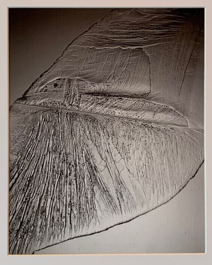 Face on Mars (7) Bird: Thank You, NASA, SpaceX & ... !