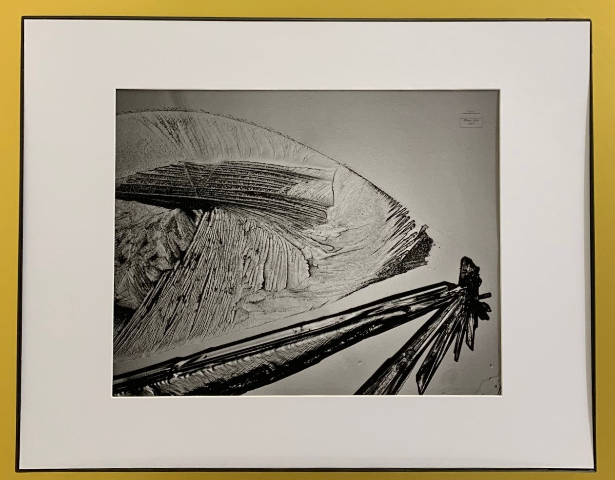 Fish (1): Father & Son